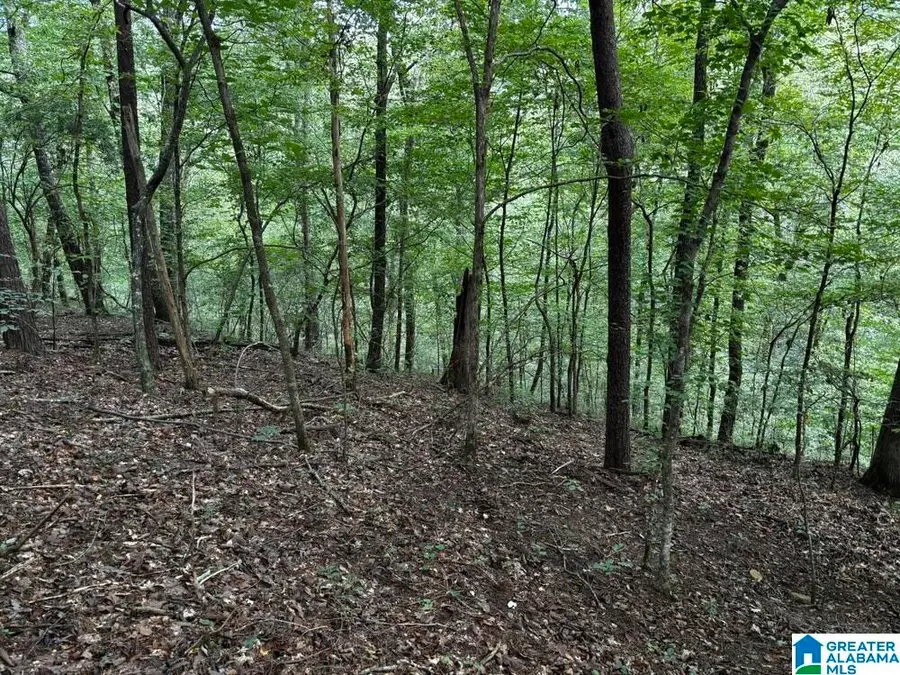 63 +/- Acres STANLEY ROAD, Brookwood, AL 35444 - #2