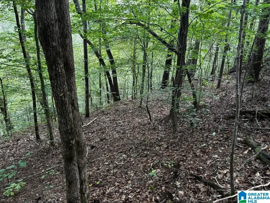 63 +/- Acres STANLEY ROAD, Brookwood, AL 35444 - #3
