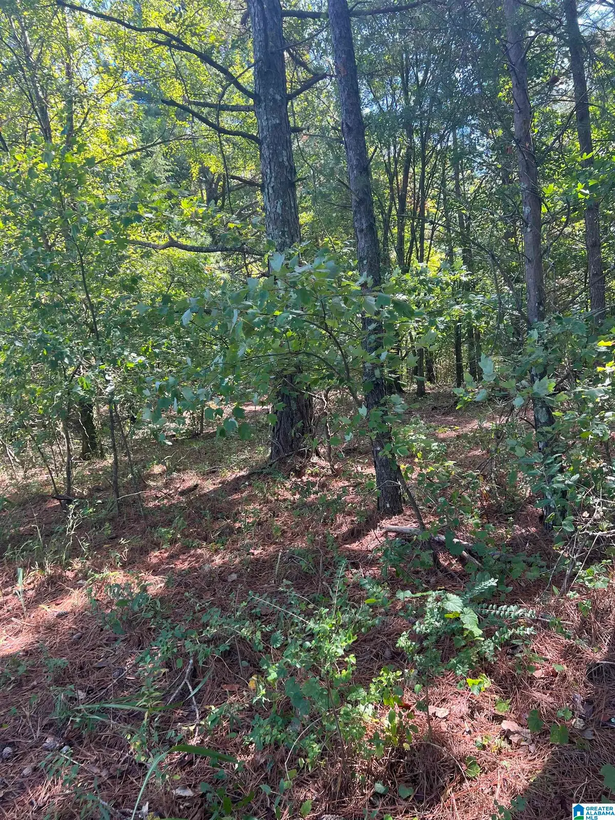 COUNTY ROAD 24, Springville, AL 35146 - #1