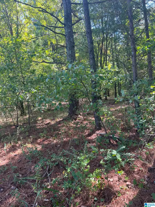 COUNTY ROAD 24, Springville, AL 35146