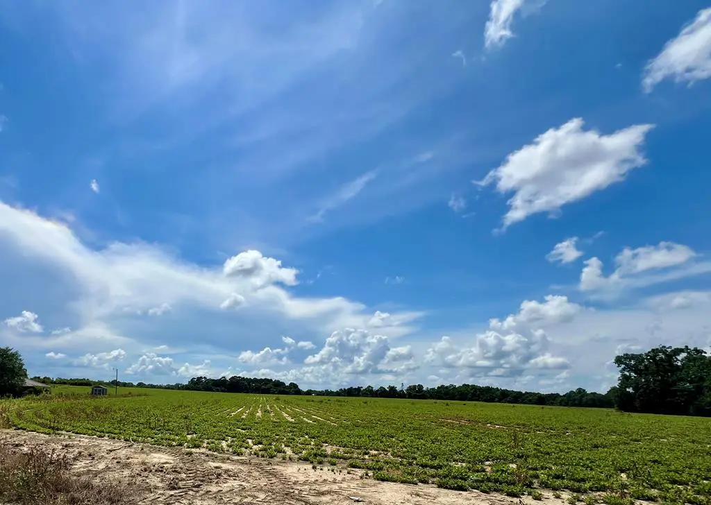 000 36 Acres Rice Road, Taylor, AL 36301 - Image #1