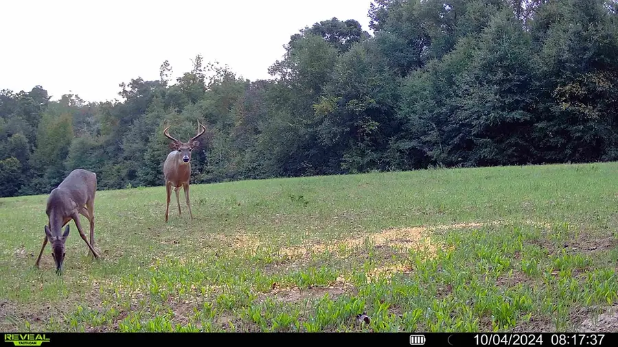 229 +-ac Cty Rd 62/ Cty Rd 160 (morgan Rd), Coleman, GA 39836 - Image #3