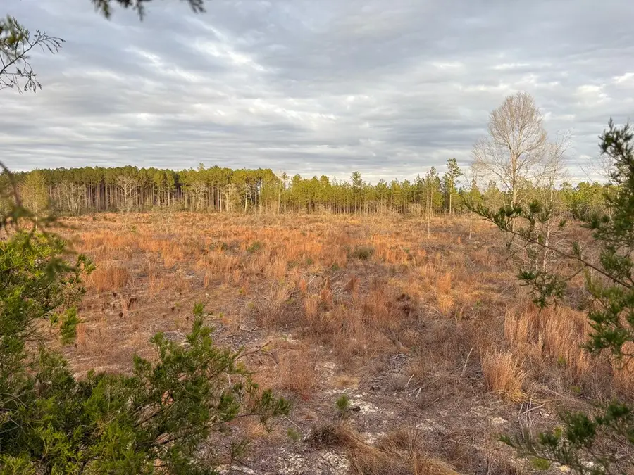 25.29 Acres Hwy 87, Samson, AL 36477 - Image #3