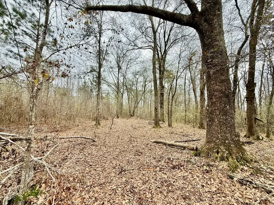 17.23 ACRES County Road 4, Hartford, AL 36344 - #3