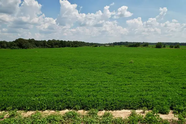 0 Judge Logue Road, Newton, AL 36352