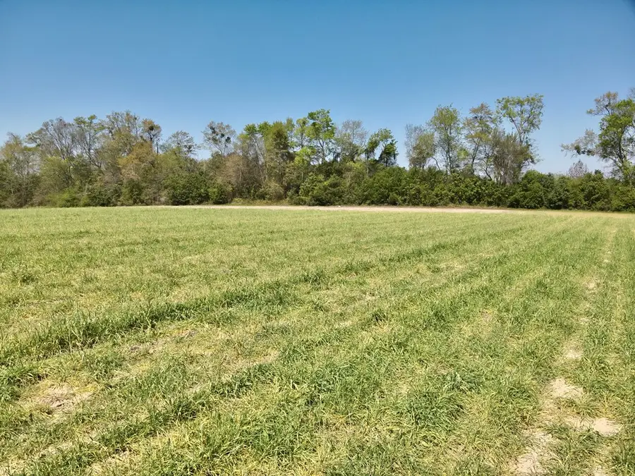 4 Acres Dillard Road, Pansey, AL 36370 - #3