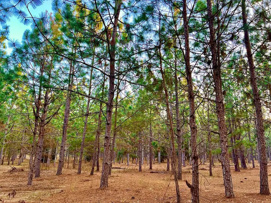 0 County Road 18, Headland, AL 36345 - #3