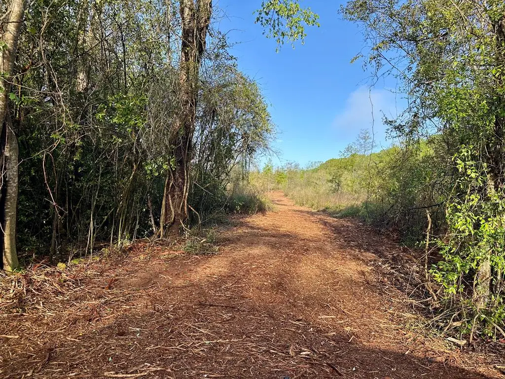 5.47 Acres N County Road 61, Hartford, AL 36344 - #1
