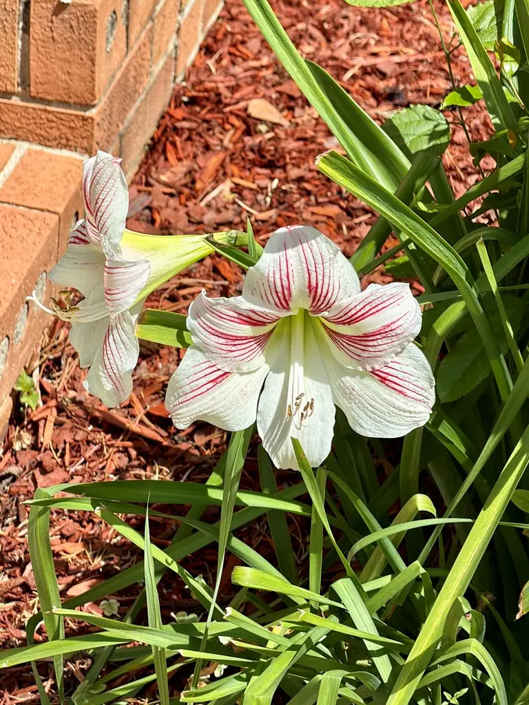 1309 S Edgewood Drive, Dothan, AL 36301 - #2