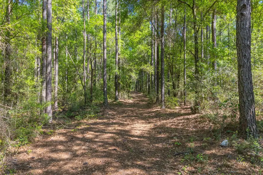 165+/- Acres Harrison Rd, Kinston, AL 36453 - #3
