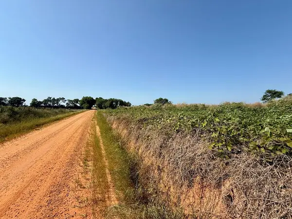 1.0 acre Hollis Dairy Rd Lot 1, Newton, AL 36352