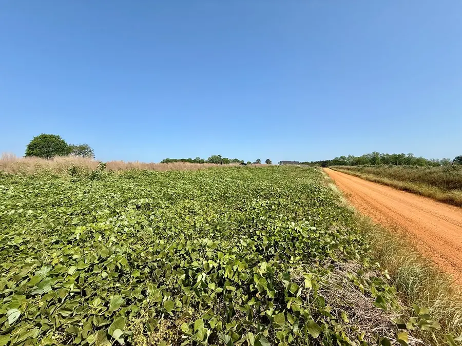 1.0 acre Hollis Dairy Rd Lot 1, Newton, AL 36352 - #2