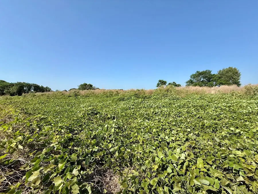 1.0 acre Hollis Dairy Rd Lot 1, Newton, AL 36352 - #3