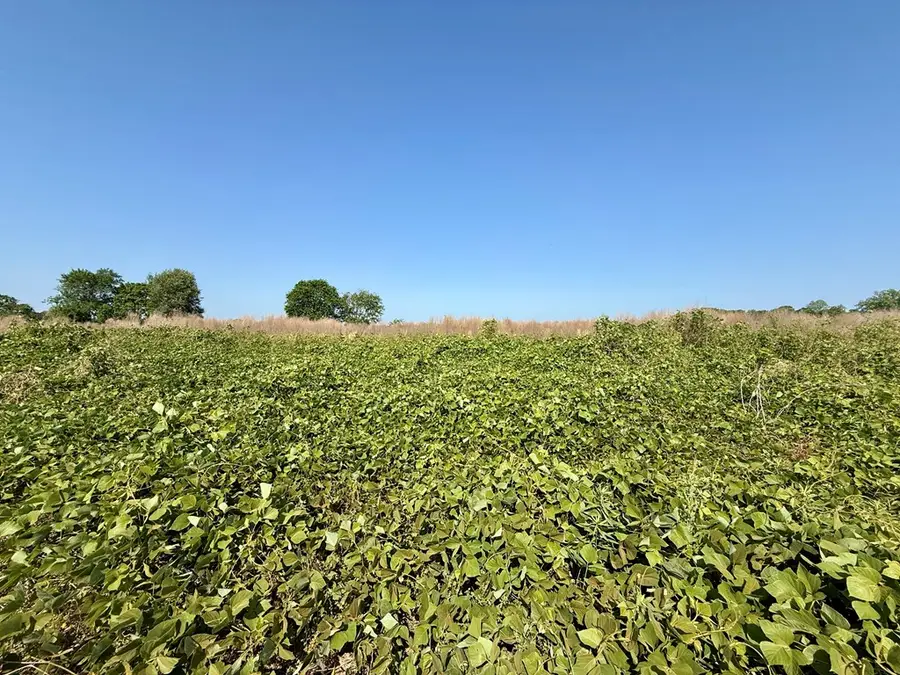 1.0 acre Hollis Dairy Rd Lot 2, Newton, AL 36352 - #3