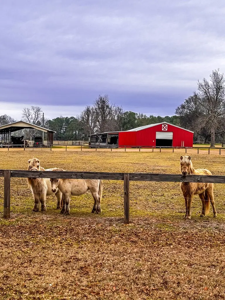 8971 State Highway 10, Shorterville, AL 36373 - #2