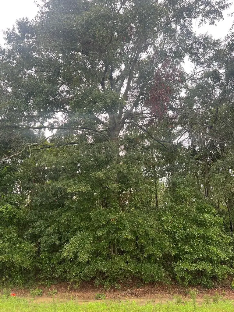 TBD Parcel 2 Henry County Road 12, Headland, AL 36345 - #2