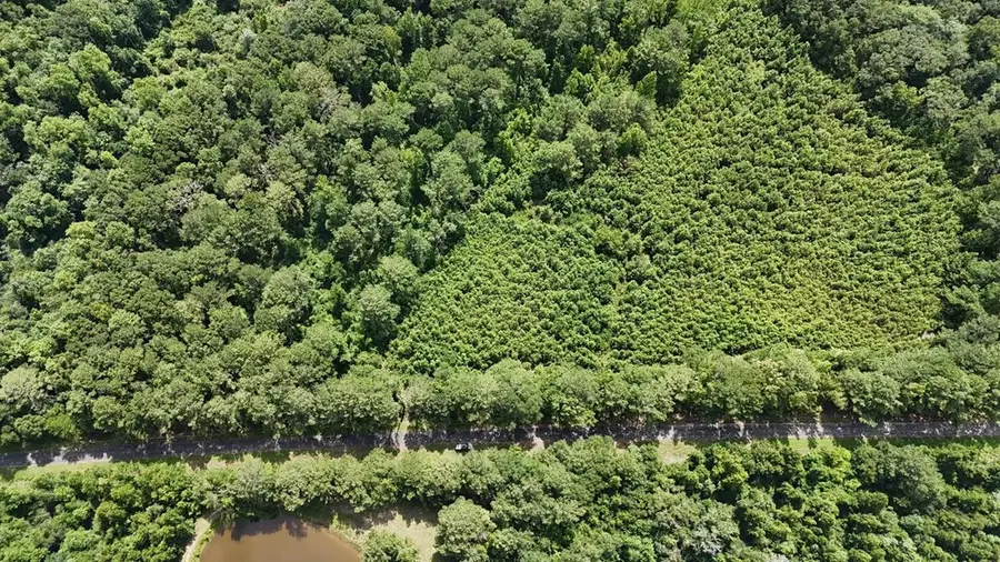 1.32 Acres County Road 7, Clio, AL 36017 - #2