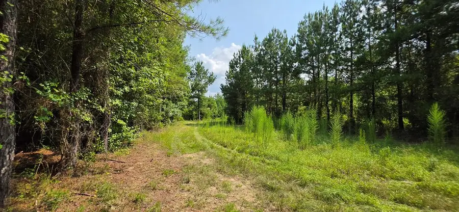 22.656 Acres Tract 13 Mt Zion Rd, Cottonwood, AL 36320 - #3