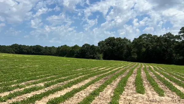 0 County Road 13 (84+- Acres), Headland, AL 36345