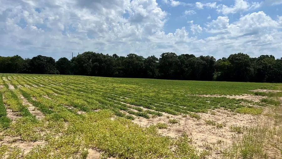 0 County Road 13 (84+- Acres), Headland, AL 36345 - #2