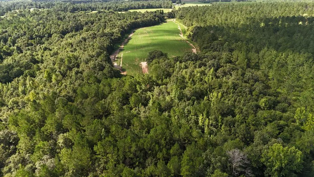 00 Wallace Buie Rd, Webb, AL 36376 - #1