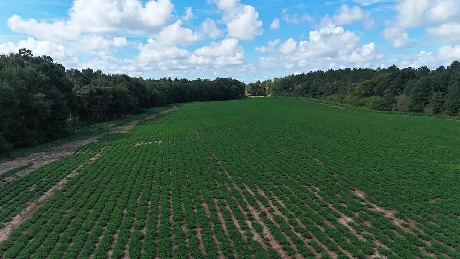 00 Wallace Buie Rd, Webb, AL 36376 - #3