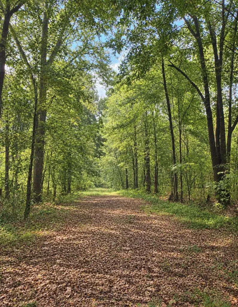 0 Kite Rd, Pittsview, AL 36871 - #3