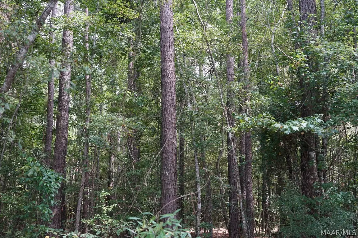 0 Opossum Branch Road, Brantley, AL 36009 - Image #1