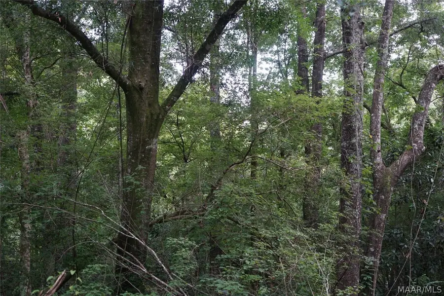 0 Opossum Branch Road, Brantley, AL 36009 - Image #2