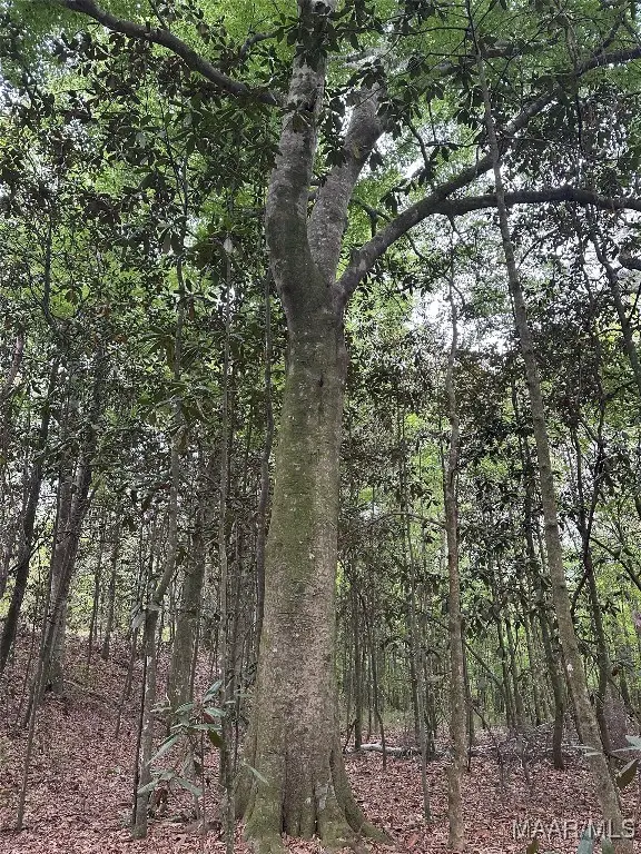 44 Highway 10 Alley, Blue Springs, AL 36017 - Image #3