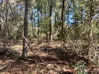 0 County Road 2202, Goshen, AL 36035 - Image #3