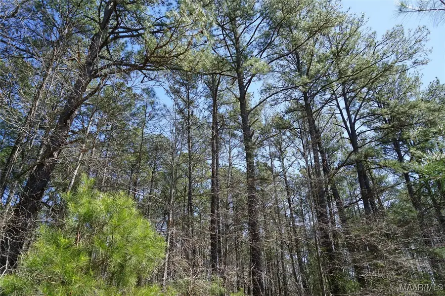 831 Old Barnes Road, Pine Level, AL 36065 - Image #3