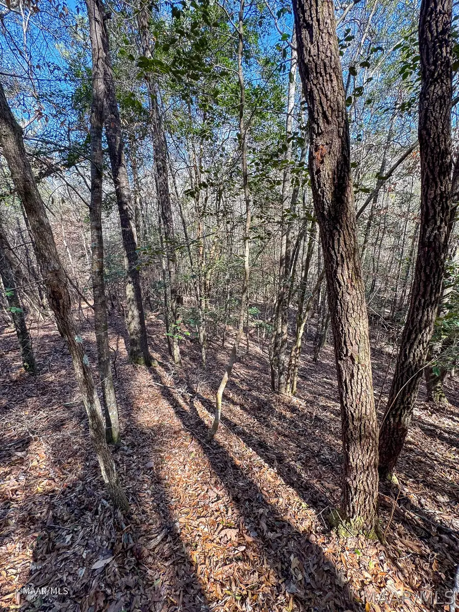 0 County Road 56, Thomasville, AL 36784 - #3