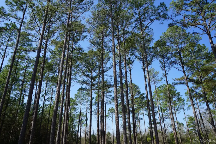 444 Us Highway 31 Highway, Castleberry, AL 36432 - #3