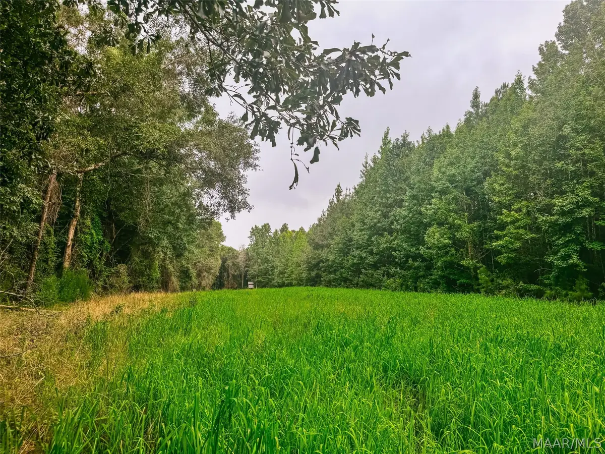 41 County Road 24 Road, Little Texas Society Hill, AL 36083 - #1