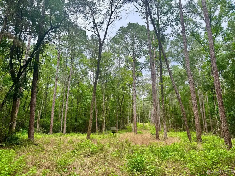 41 County Road 24 Road, Little Texas Society Hill, AL 36083 - #2