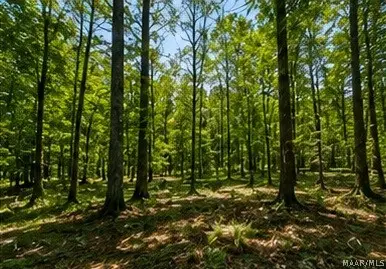 14 Legacy Shores Drive, Alberta, AL 36720 - #3