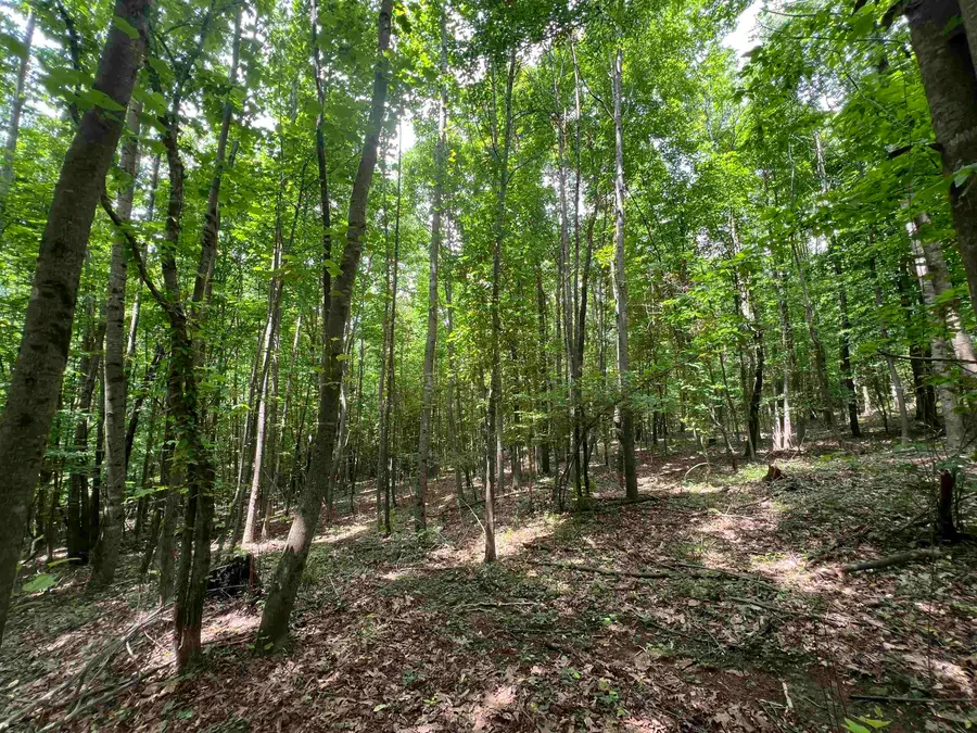 00 Co Rd 76, Rogersville, AL 35652 - Image #2