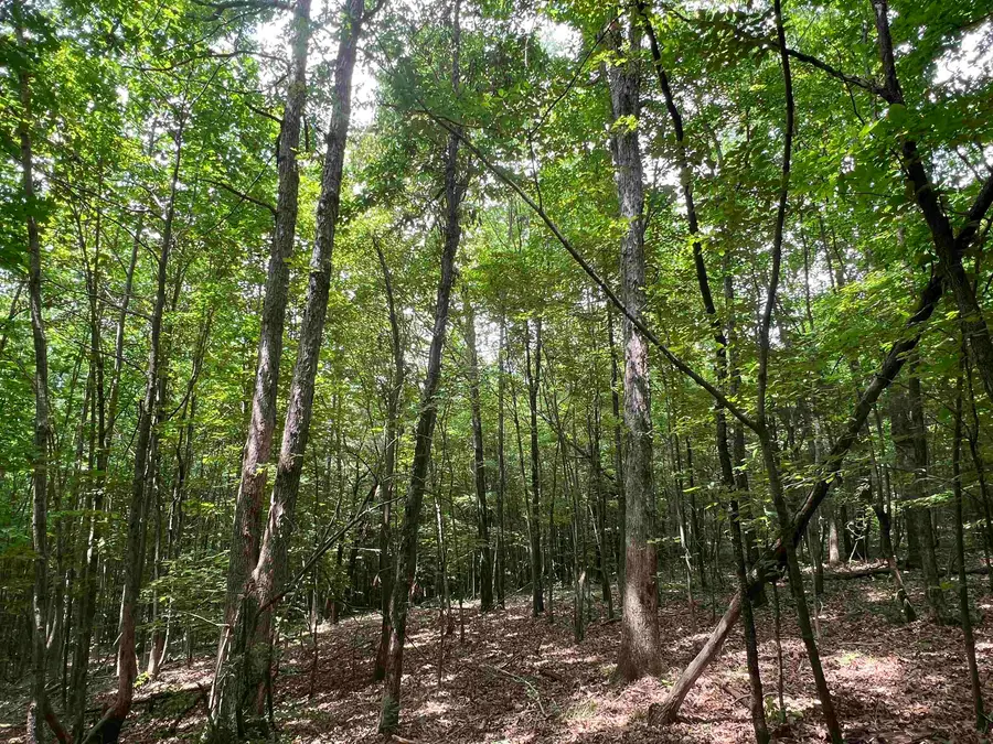 00 Co Rd 76, Rogersville, AL 35652 - Image #3