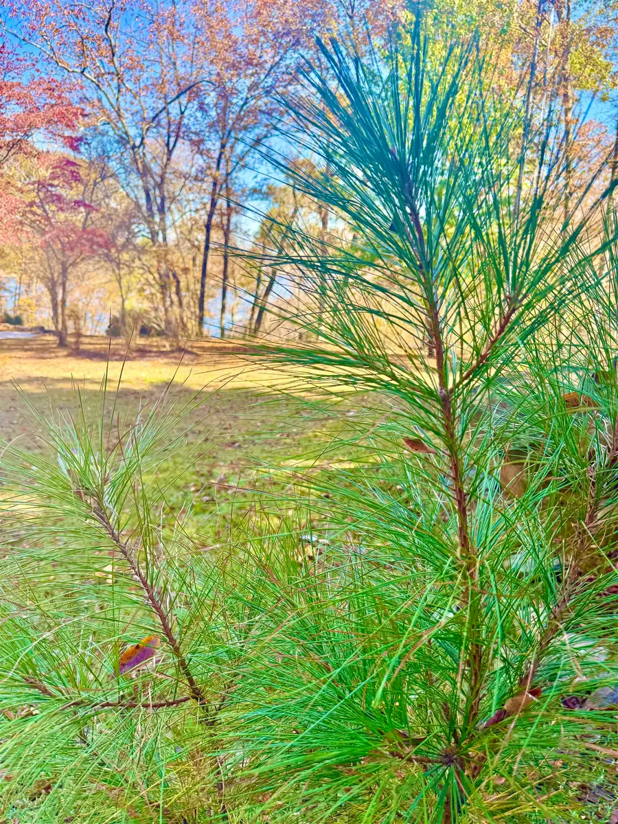 .71 Acres Co Rd 129, Bremen, AL 35033 - Image #2