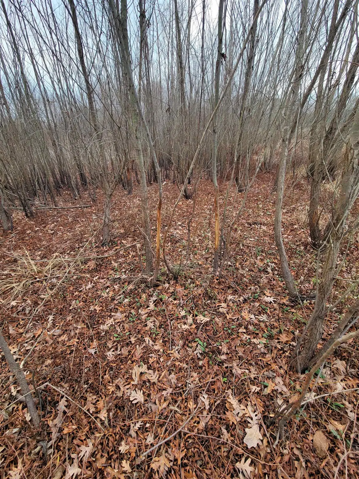 0 Hwy 24, Russellville, AL 35654 - Image #1