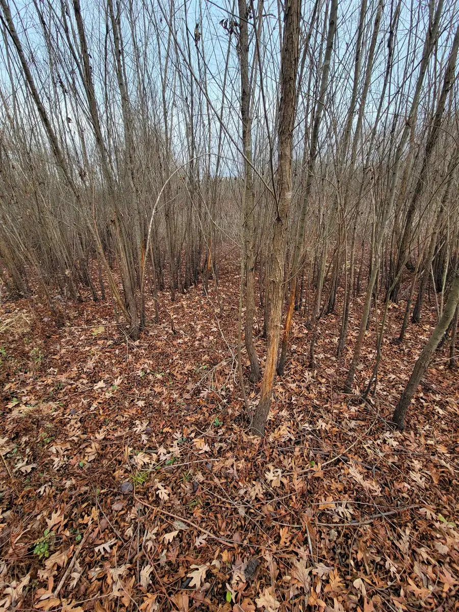 0 Hwy 24, Russellville, AL 35654 - Image #2