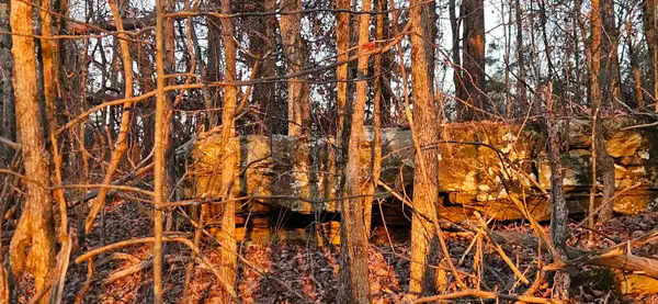 000 Underwood Mountain Rd, Tuscumbia, AL 35674