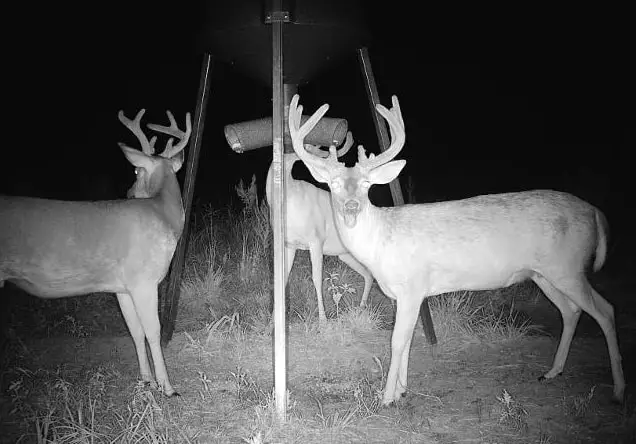 0 Co Rd 32, Hodges, AL 35571 - #2