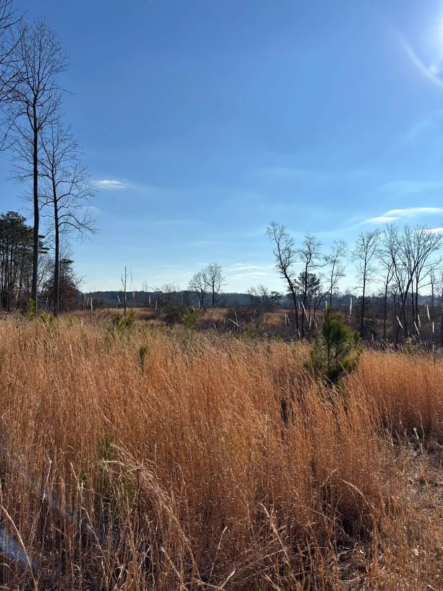 0 Co Rd 1073, Vinemont, AL 35179 - #3