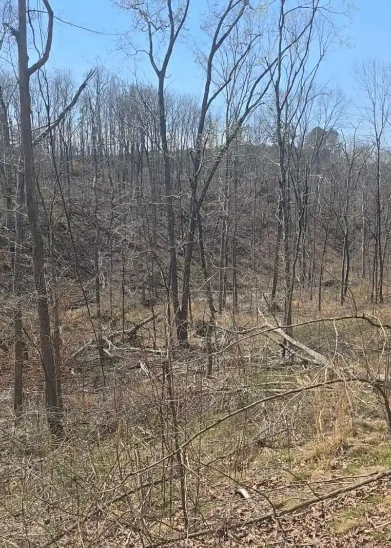 6208 Co Rd 8, Waterloo, AL 35677 - #3