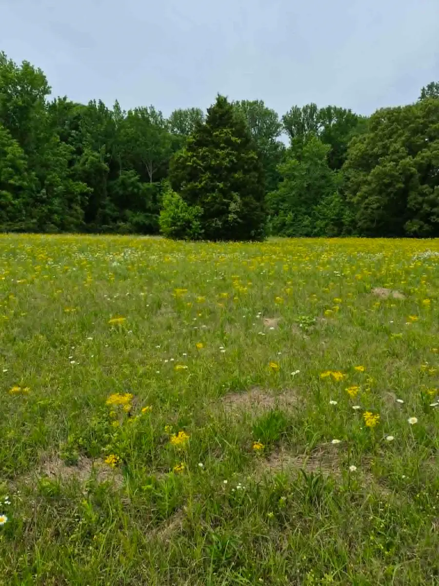 0 Co Rd 125, Rogersville, AL 35652 - #3