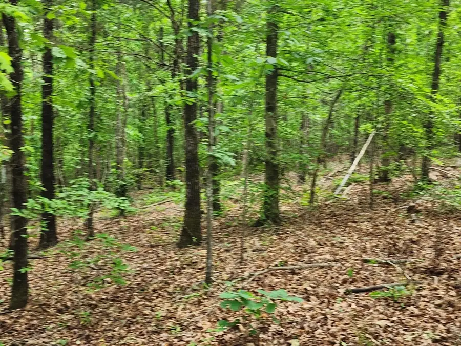 6295 Co Rd #8, Waterloo, AL 35633 - #3