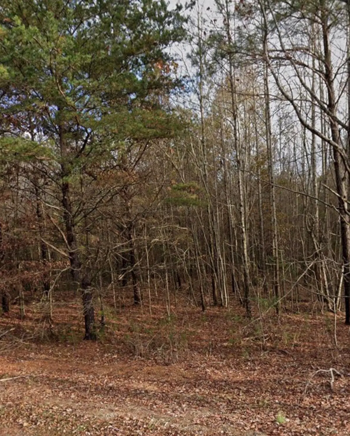 420 Sandusky Rd, Phil Campbell, AL 35581 - #1