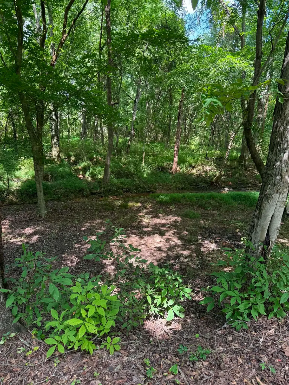219 York Dr, Rogersville, AL 35652 - #1